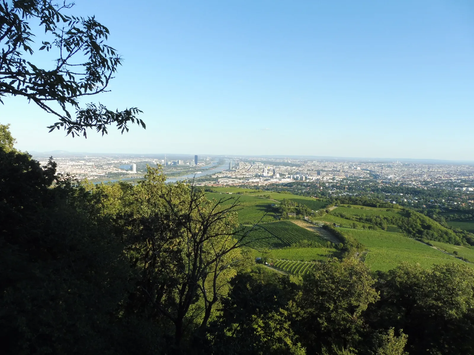 Panorama Wiednia z Kahlenbergu: Dunaj i winnice na wzgórzach na pierwszym planie